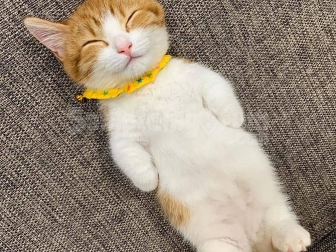 Ucretli Sahiplendirme Mini Dünya Tatlısı Kedi