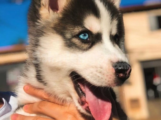Ucretli Sahiplendirme Husky Mavi Göz