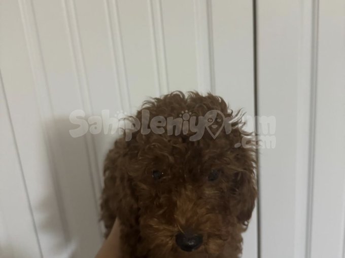 3 Aylık Red-Brown Toy Poodle Erkek Gelen Aşıları Tam Yapıldı