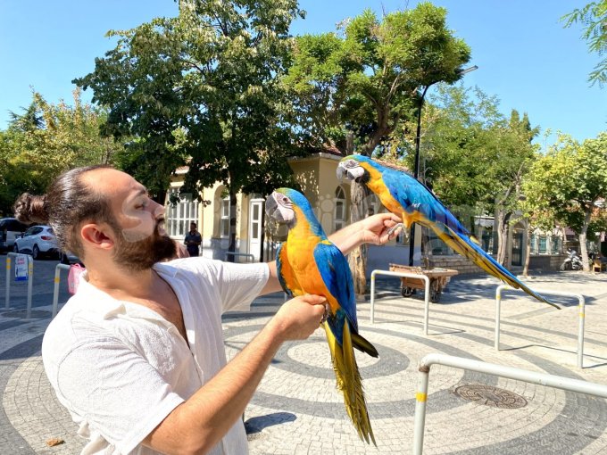 Full Evci̇l Belgeli̇ Evrakli Macaw Papağani