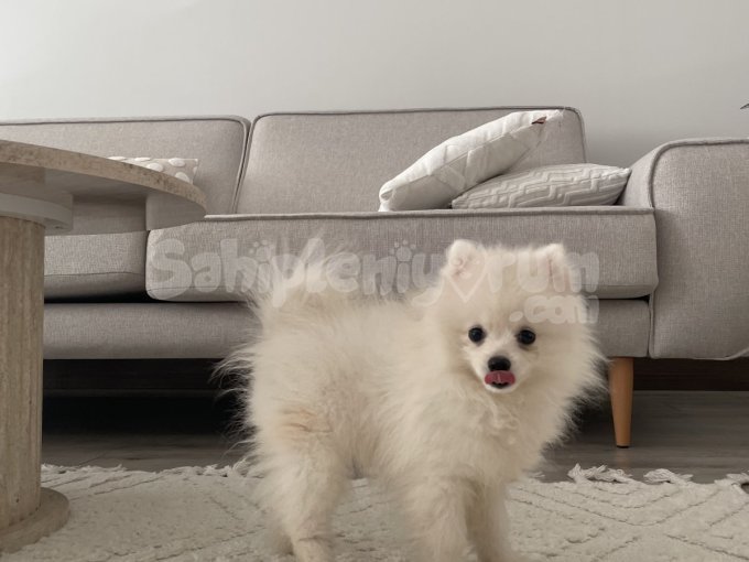 Uygun Pomeranian Ankara Sahiplendirme