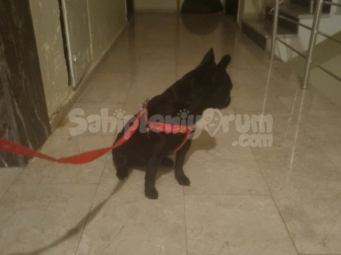 Frenc Bulldog Sahiplendirme Dişi 1 Yaşında