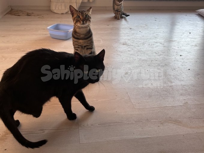 Sıcak Yuva Arıyan 3 Tekir Kedi