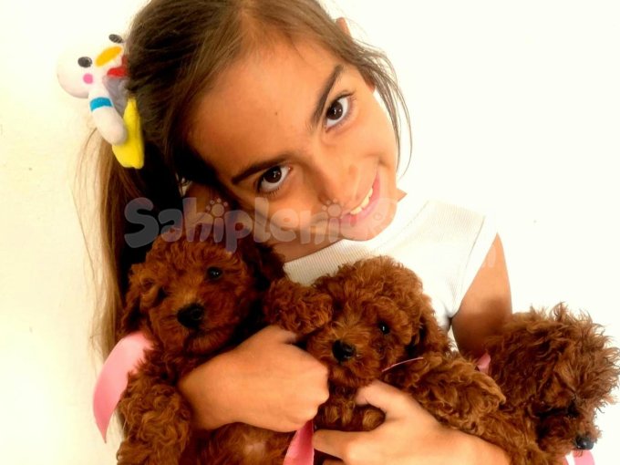 Ailemizin Toy Poodle Teacup Kore  Yavruları