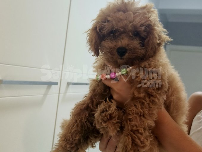 Cins Dişi Toy Poodle  Görüşülür