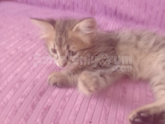 Minik Boncuk Yuva Arıyor ♥️♥️♥️