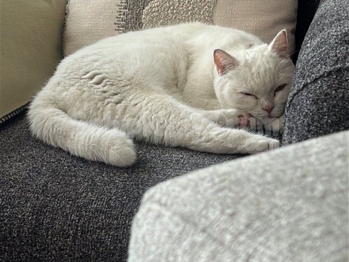 Dişi British Shorthair Beyaz Kedi