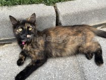 Sokakta Bulduğum  Nispeten Yavru Tasmalı Cins Bir Kedi.