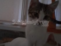 Sokağa Atilacak Kedi̇lere Aci̇l Yuva