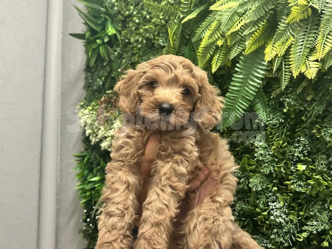 Maltipoo Yavrum Yeni̇ Sahi̇bi̇ni̇ Arıyor