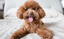 Toy Poodle ve British Shorthair hakkında detaylı bilgiler