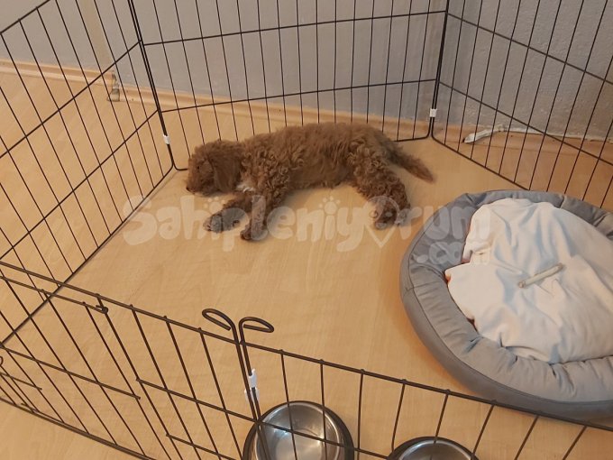 3.5 Aylık Toy Poodle Iç Dış Parazit Ve 1. Karma Aşısı Yapıld