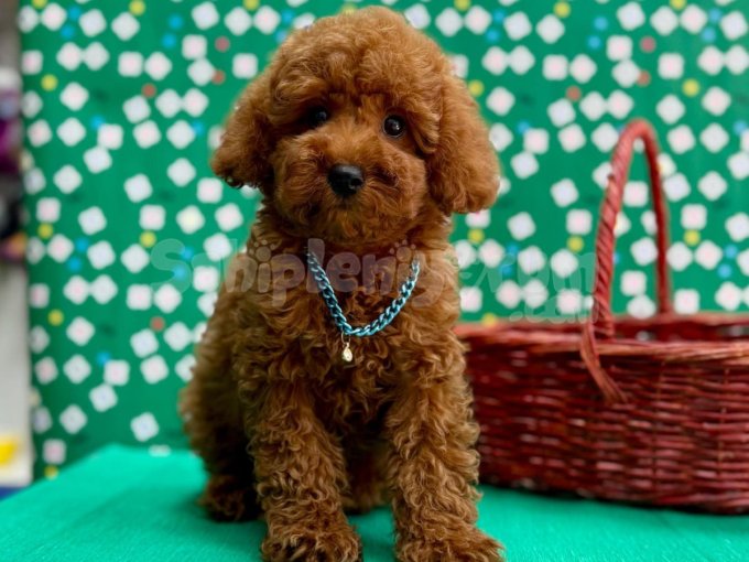 Orji̇nal Toy Poodle Çocuklar Sağlik Garanti̇li̇