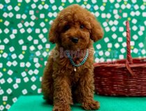 Orji̇nal Toy Poodle Yavrular Sağlik Garanti̇li̇