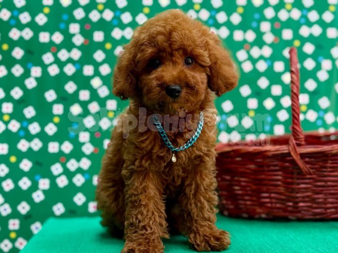 Orji̇nal Toy Poodle Yavrular Sağlik Garanti̇li̇