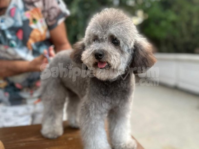 Orji̇nal  maltipoo Çocuklar