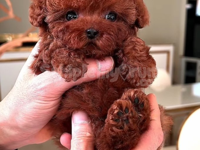 Orji̇nal Toy Poodle Sağlik Garanti̇li̇