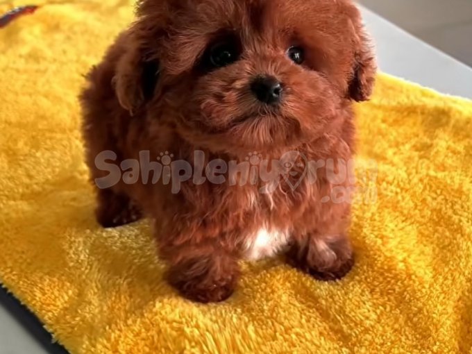 Orji̇nal Toy Poodle Sağlik Garanti̇li̇ Çocuklar