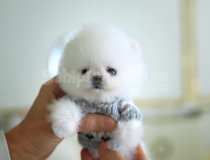 Pomerani̇an Boo Yavrular Sağlik Garanti̇li̇