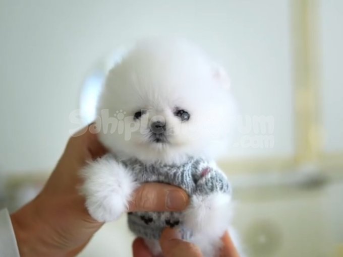Pomerani̇an Boo Yavrular Sağlik Garanti̇li̇