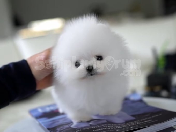 Pomerani̇an Boo Sağlik Garanti̇li̇ Yavrular