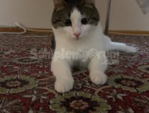 4 Yaşında Dişi Tekir Kedi, Şehir Değiştirdiğim Için