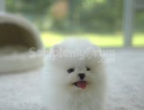 Orji̇nal Spi̇tz Olmayan Pomerani̇an Boo