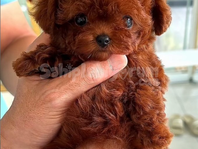 Orji̇nal Toy Poodle Sağlik Garanti̇li̇ Yavrular