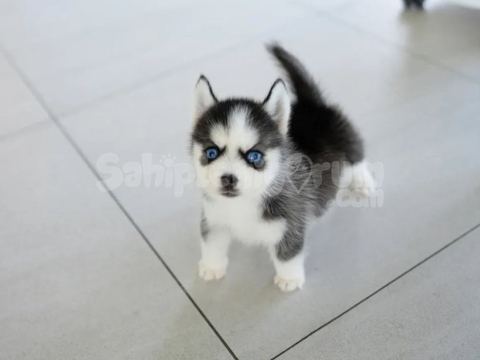 Orji̇nal Husky Yavrular Sağlik Garanti̇li̇