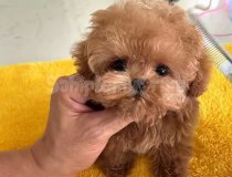 Toy Poodle Yavrular Orji̇nal Sağlikli