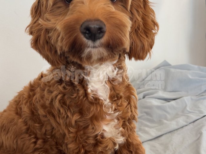 7.5 Aylik Maltipoo Erkek Yavrum