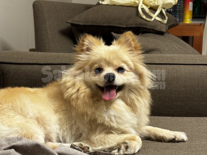 Köpeğime Kalıcı Bir Yuva Arıyorum Pomeranian