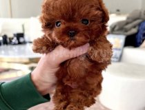 Orji̇nal Toy Poodle Çocuklar Sağlikli