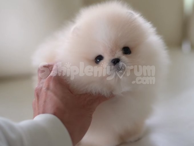 Pomerani̇an Boo Orji̇nal Sağlikli