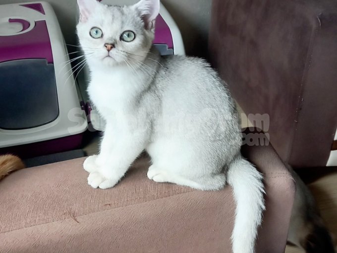 Muhteşem British Shorthair Dişi Ve Erkek Yavrular