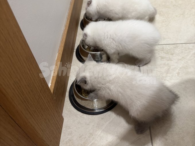 British Shorthair Ve Scottish Fold Bebekler
