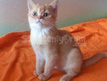 Mükemmel Kalite British Shorthair Yavrular