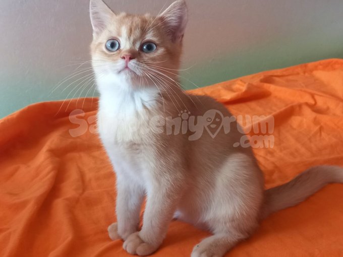 Mükemmel Kalite British Shorthair Yavrular