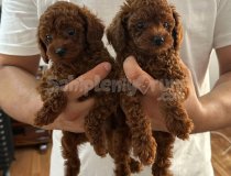 Erkek Ve Dişi Kore Poddle Toy Poddle