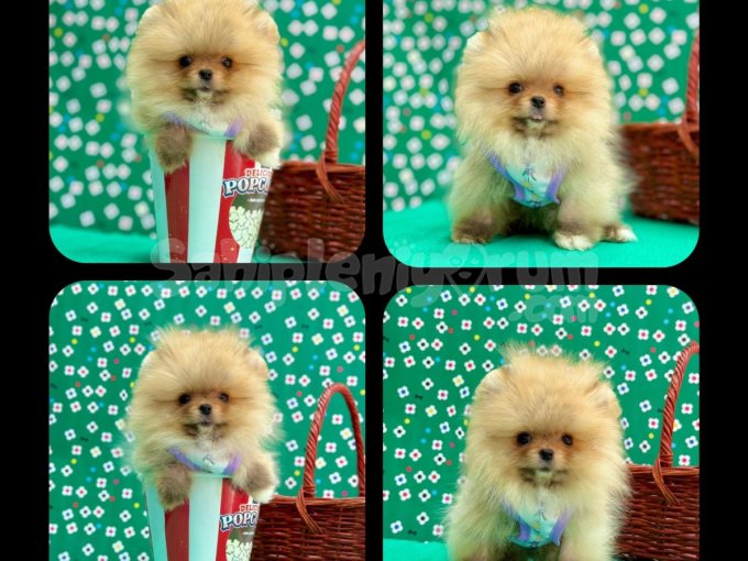 Orji̇nal Pomerani̇an Boo Çocuklar