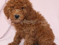 Tooy Poodle Yavrumuz 0 Teacup 0 Numara Büyümeyen Ci̇nsler Ev