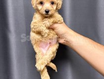 Maltipo Cinsi Yavrular Sevimli Puppy Kahve Tonlu Ev Üretimi.