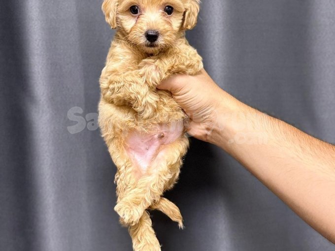 Maltipo Cinsi Yavrular Sevimli Puppy Kahve Tonlu Ev Üretimi.