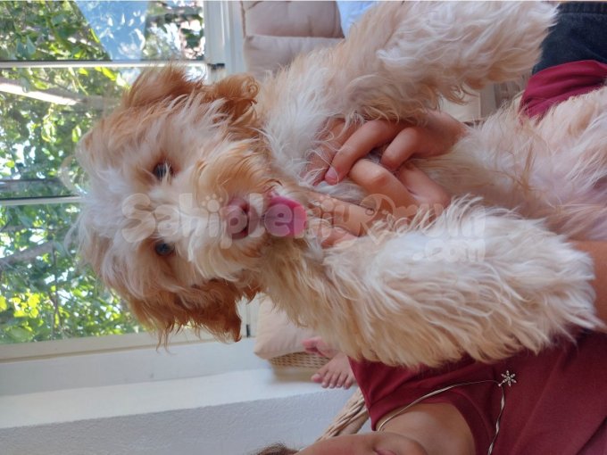 Maltipoo 4 Buçuk Aylık Dişi Aşıları Tam Çipli