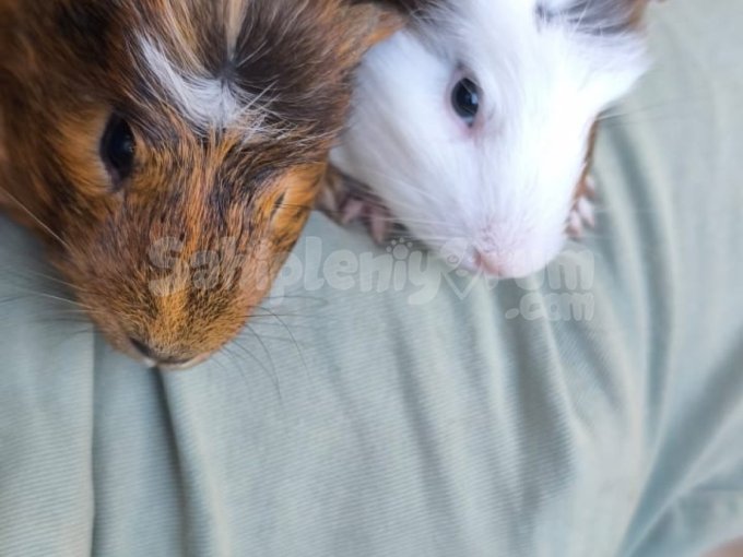 Guinea Pig 7 Aylık Erkek Gıne Domuzu