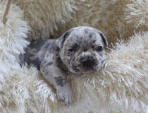 Egzoti̇k French Bulldog Yavrularim Hari̇ka Renkler Ve Anatomi̇