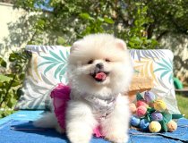 Pomeranian Boo Safkan Ayi Surat Arayanlara
