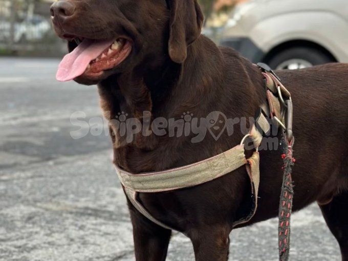 Labrador Retriever -- Ücretsiz Sahiplendirme -- Safkan