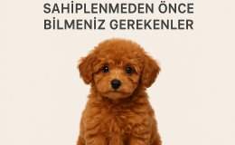 Toy Poodle Sahiplenmeden Önce Bilmeniz Gerekenler