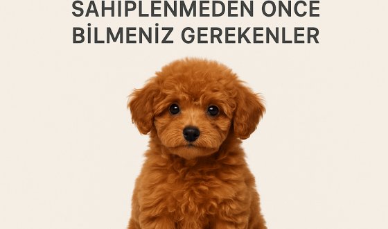 Toy Poodle Sahiplenmeden Önce Bilmeniz Gerekenler